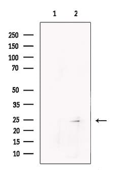 Invitrogen PRRG4 Polyclonal Antibody 100 &mu;L; Unconjugated:Antibodies,