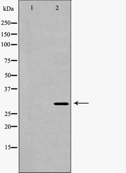 Invitrogen PSMA4 Polyclonal Antibody 100 &mu;L; Unconjugated:Antibodies,