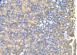 Invitrogen PSMA7 Polyclonal Antibody 100 &mu;L; Unconjugated:Antibodies,