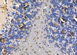 Invitrogen PSMA7 Polyclonal Antibody 100 &mu;L; Unconjugated:Antibodies,