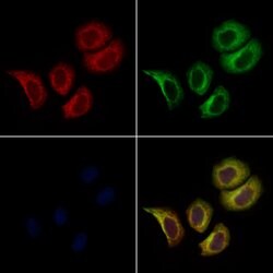 Invitrogen PTGES2 Polyclonal Antibody 100 &mu;L; Unconjugated:Antibodies,