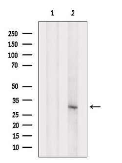 Invitrogen PTGES2 Polyclonal Antibody 100 &mu;L; Unconjugated:Antibodies,