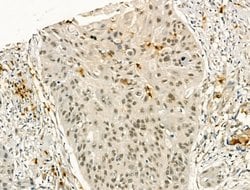 Invitrogen PU.1 Polyclonal Antibody 100 &mu;L; Unconjugated:Antibodies,