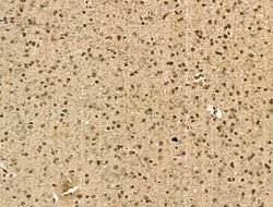 Invitrogen PU.1 Polyclonal Antibody 100 &mu;L; Unconjugated:Antibodies,
