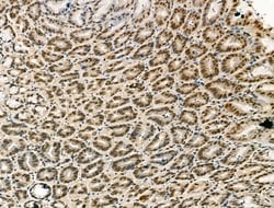 Invitrogen PU.1 Polyclonal Antibody 100 &mu;L; Unconjugated:Antibodies,