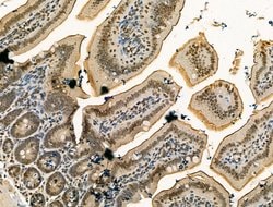 Invitrogen PU.1 Polyclonal Antibody 100 &mu;L; Unconjugated:Antibodies,