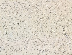 Invitrogen PU.1 Polyclonal Antibody 100 &mu;L; Unconjugated:Antibodies,