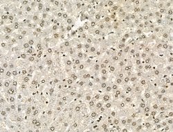 Invitrogen PU.1 Polyclonal Antibody 100 &mu;L; Unconjugated:Antibodies,