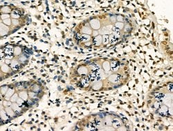 Invitrogen PU.1 Polyclonal Antibody 100 &mu;L; Unconjugated:Antibodies,