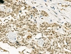 Invitrogen PU.1 Polyclonal Antibody 100 &mu;L; Unconjugated:Antibodies,