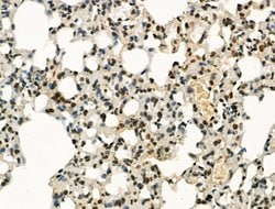 Invitrogen PU.1 Polyclonal Antibody 100 &mu;L; Unconjugated:Antibodies,