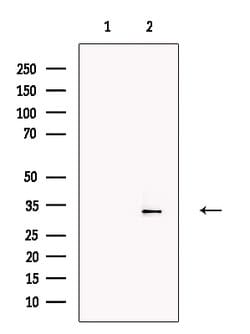 Invitrogen PU.1 Polyclonal Antibody 100 &mu;L; Unconjugated:Antibodies,