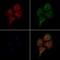 Invitrogen SIK3 Polyclonal Antibody 100 &mu;L; Unconjugated:Antibodies,