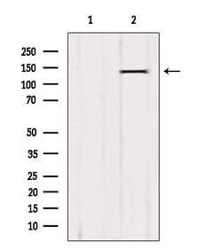 Invitrogen SIK3 Polyclonal Antibody 100 &mu;L; Unconjugated:Antibodies,