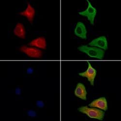 RAB11FIP1 Polyclonal Antibody, Invitrogen&trade;