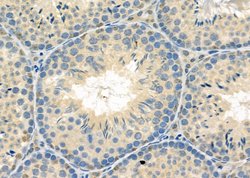 Invitrogen RAB11FIP5 Polyclonal Antibody 100 &mu;L; Unconjugated:Antibodies,
