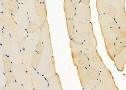 Invitrogen RAB11FIP5 Polyclonal Antibody 100 &mu;L; Unconjugated:Antibodies,