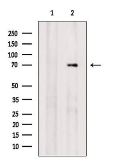 Invitrogen RAB11FIP5 Polyclonal Antibody 100 &mu;L; Unconjugated:Antibodies,