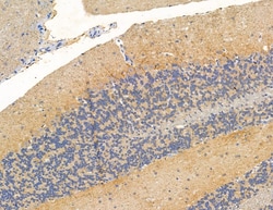 Invitrogen RASA4 Polyclonal Antibody 100 &mu;L; Unconjugated:Antibodies,