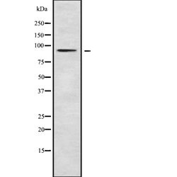 Invitrogen RASA4 Polyclonal Antibody 100 &mu;L; Unconjugated:Antibodies,