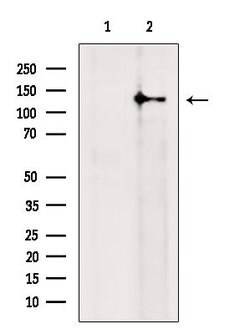 Invitrogen RASGRF2 Polyclonal Antibody 100 &mu;L; Unconjugated:Antibodies,