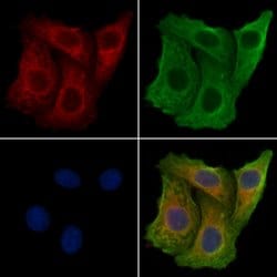 Invitrogen RBCK1 Polyclonal Antibody 100 &mu;L; Unconjugated:Antibodies,