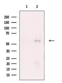 Invitrogen RBCK1 Polyclonal Antibody 100 &mu;L; Unconjugated:Antibodies,