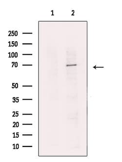 Invitrogen CoAA Polyclonal Antibody 100 &mu;L; Unconjugated:Anticorps,