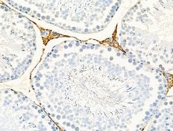 Invitrogen Renin Polyclonal Antibody 100 &mu;L; Unconjugated:Antibodies,