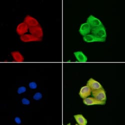 Invitrogen ATP6IP2 Polyclonal Antibody 100 &mu;L; Unconjugated:Antibodies,