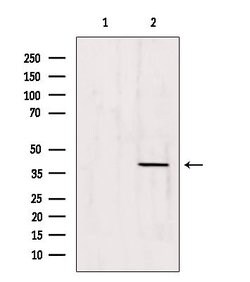 Invitrogen ATP6IP2 Polyclonal Antibody 100 &mu;L; Unconjugated:Antibodies,