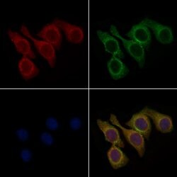 Invitrogen RGMA Polyclonal Antibody 100 &mu;L; Unconjugated:Antibodies,