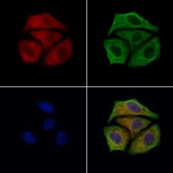 Invitrogen RPS29 Polyclonal Antibody 100 &mu;L; Unconjugated:Antibodies,