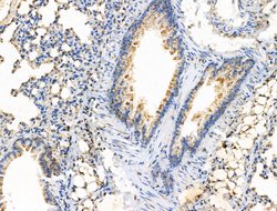 Invitrogen RPS29 Polyclonal Antibody 100 &mu;L; Unconjugated:Antibodies,