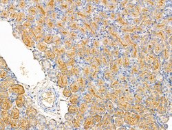 Invitrogen RPS29 Polyclonal Antibody 100 &mu;L; Unconjugated:Antibodies,
