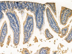 Invitrogen RPS29 Polyclonal Antibody 100 &mu;L; Unconjugated:Antibodies,