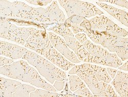 Invitrogen RPS29 Polyclonal Antibody 100 &mu;L; Unconjugated:Antibodies,
