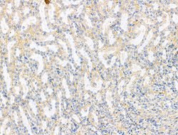 Invitrogen RPS29 Polyclonal Antibody 100 &mu;L; Unconjugated:Antibodies,