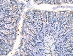 Invitrogen RPS29 Polyclonal Antibody 100 &mu;L; Unconjugated:Antibodies,
