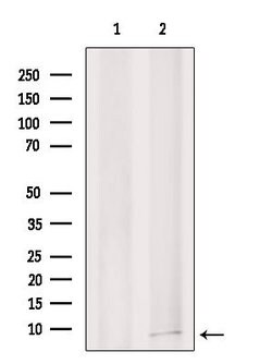 Invitrogen RPS29 Polyclonal Antibody 100 &mu;L; Unconjugated:Antibodies,