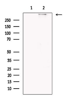 Invitrogen RyR1 Polyclonal Antibody 100 &mu;L; Unconjugated:Antibodies,