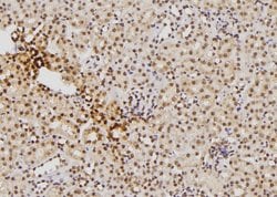 Invitrogen S100 Polyclonal Antibody 100 &mu;L; Unconjugated:Antibodies,