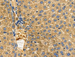 Invitrogen S100 Polyclonal Antibody 100 &mu;L; Unconjugated:Antibodies,