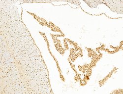 Invitrogen SF3B1 Polyclonal Antibody 100 &mu;L; Unconjugated:Antibodies,