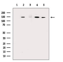 Invitrogen SF3B1 Polyclonal Antibody 100 &mu;L; Unconjugated:Antibodies,