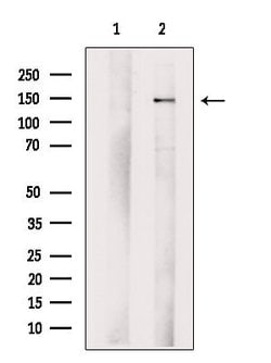 SCAP Polyclonal Antibody:Antibodies, Polyclonal