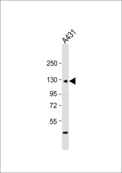 Invitrogen P-cadherin Polyclonal Antibody 400 &mu;L; Unconjugated:Antibodies,