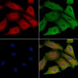 Invitrogen SCARF1 Polyclonal Antibody 100 &mu;L; Unconjugated:Antibodies,
