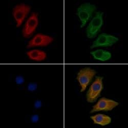 Invitrogen SCARF1 Polyclonal Antibody 100 &mu;L; Unconjugated:Antibodies,