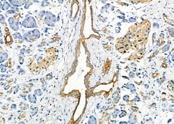 Invitrogen SCARF1 Polyclonal Antibody 100 &mu;L; Unconjugated:Antibodies,